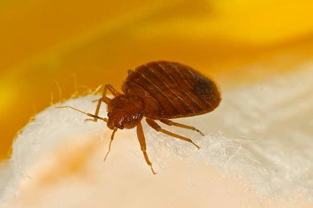 Bedbug Master