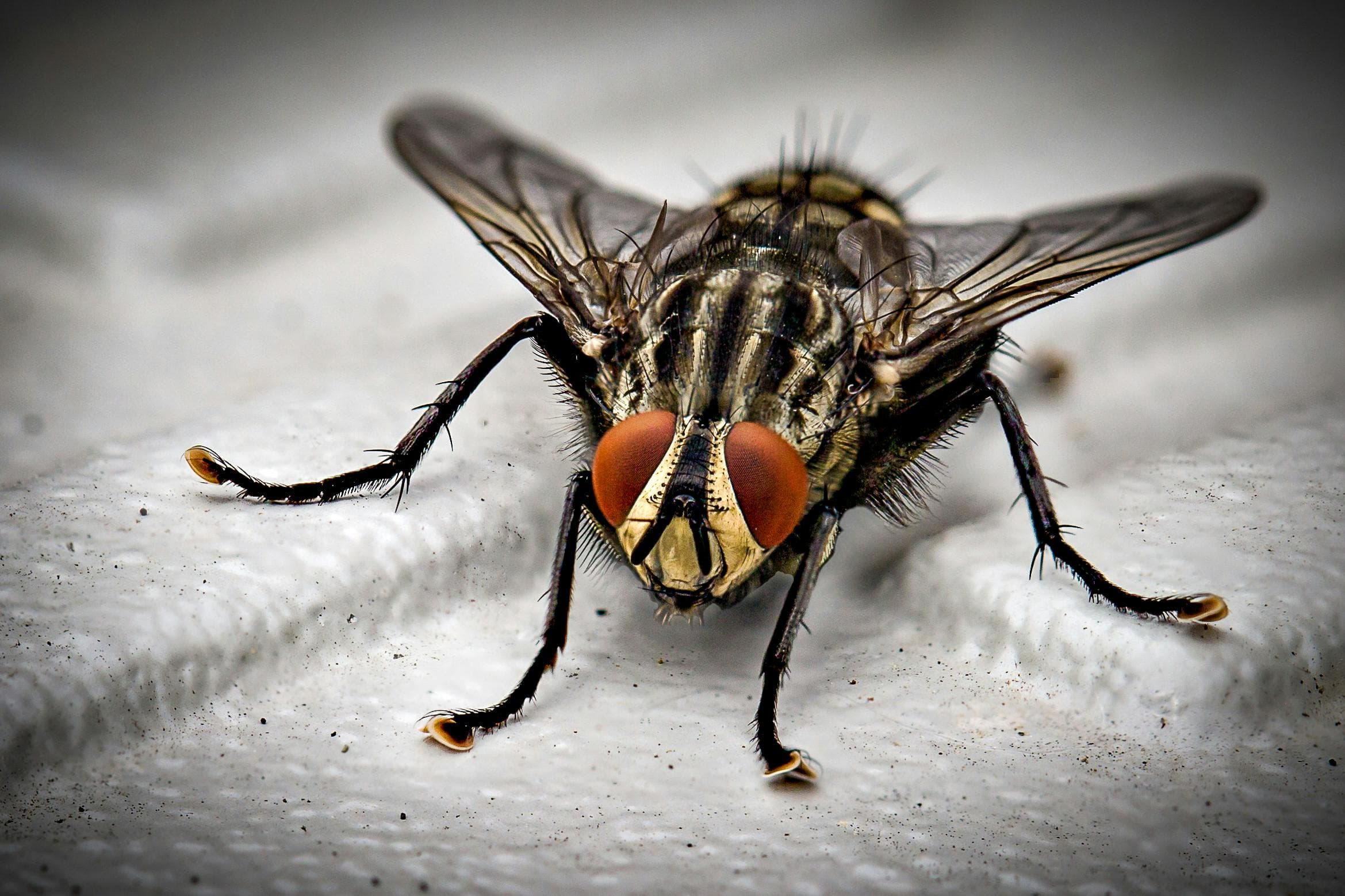 Flies Master